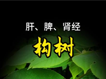 果实救过曹操大军,树皮能造千古名纸,叶子能当洗碗布,果实是药材,可以说是植物界的全能王,它就是构树。#识百草 #植物科普 #贵阳本草汇编 #构树