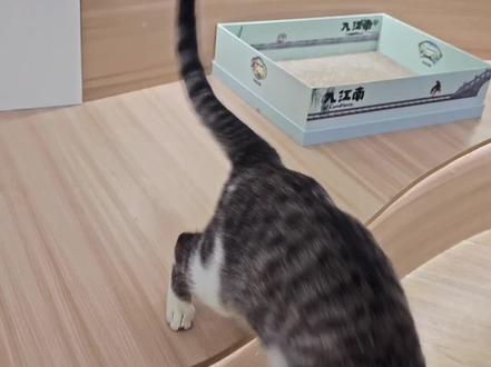 经常喂猫条,猫咪会得口炎吗? #养猫科普 #猫咪 #星星的尾巴 #猫咪日常 #猫