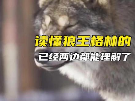 狼其实是草原使者来的#格林 #草原 #牧民 #生态 #重返狼群