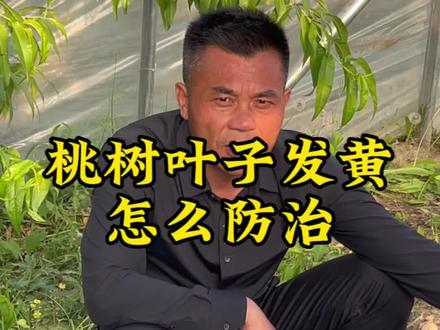 桃树叶子发黄怎么防治#分享农业知识帮农民增产增收 #服务三农支持三农 #分享农业植保技术知识传播正能量