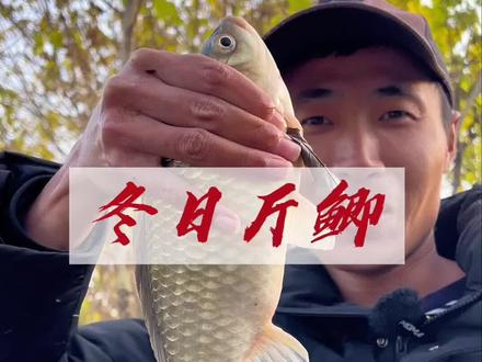 入冬的第一尾斤鲫,冬季怎么钓鲫鱼,调漂打窝哪个重要?#野生大板鲫 #冬季钓鱼小技巧 #冬钓大板鲫