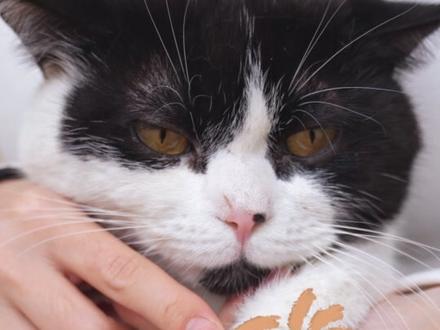 小猫难道都有洁癖吗? #新手养猫 #猫咪猫咪 #萌宠出道计划
