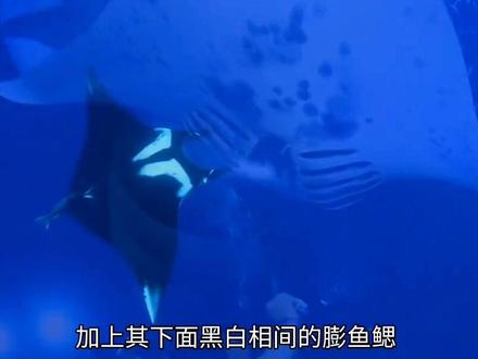 魔鬼鱼到底有多可怕?看到最后我乐坏了#神奇的大自然 #魔鬼鱼 #海洋生物 #动物世界 #奇闻趣事