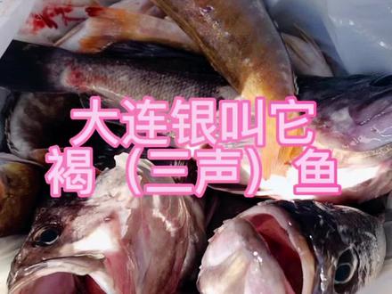 大连的黑鱼叫褐(三声)鱼,墨褐墨褐的黑!#日常唠嗑 #日常vlog #钓鱼的乐趣只有钓鱼人懂 #大实话