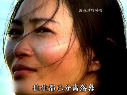 《重返狼群》狼从来都不是没良心的动物 反而是最温情的存在 #狼王格林 #重返狼群 #李微漪 #动物世界 #狼