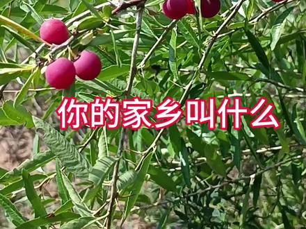 山西叫茹茹,学名蕤核,是蔷薇科扁核木属灌木植物,果实是中药材,可食用#你的家乡有这种植物吗 #植物科普 #大自然的馈赠 #新农人计划2023