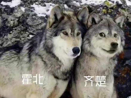 #二哈在狼群疯狂造谣 真的很可爱啊~