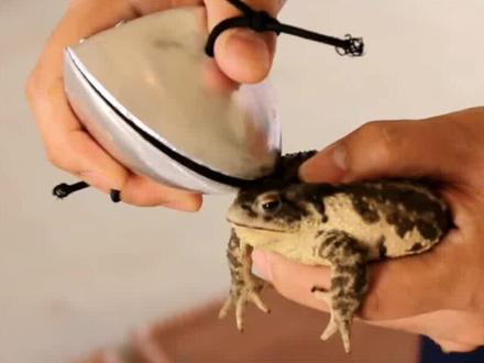 蟾蜍提取毒液堪比黄金#蟾蜍 #蟾酥 #养殖 #农村 #创业 #dou上热门