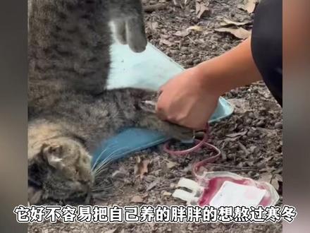 把流浪猫当血包救宠物猫的命,动物血库背后是令人震惊的残酷
