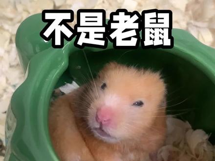 金丝熊真的跟老鼠有差别 #金丝熊 #仓鼠 #仓鼠🐹