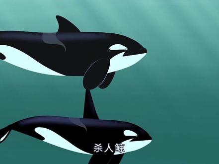 小知识!#虎鲸并不是属于鲸类,它们是#海豚的一种#动物兄弟