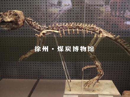 在徐州能看到真正恐龙化石的科普博物馆:中国煤炭科技博物馆。#博物馆 #化石 #旅行大玩家 #科普 #同城推荐