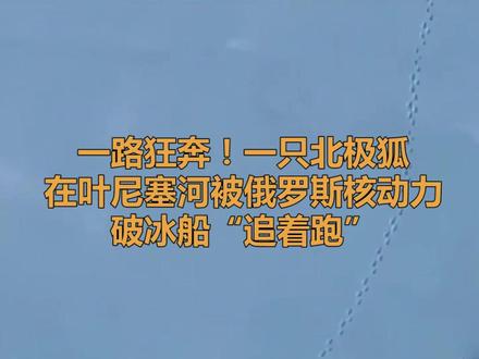 一路狂奔!一只北极狐在叶尼塞河被俄罗斯核动力破冰船“追着跑”