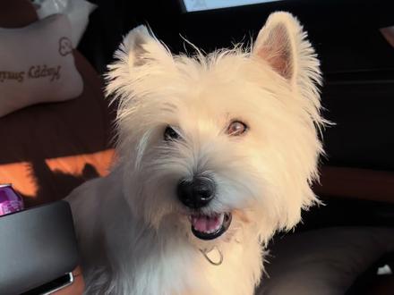 小狗坐车前vs坐车后🐶#西高地 #带狗回家过年 #春运 #坐车前后对比