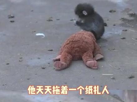 玩偶就是panchi的全世界了
#猴子 #动物 #玩偶