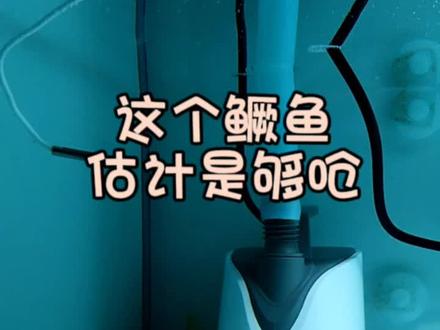 好不容易搞个野鳜,又是带着毛病而来,能治愈吗?各位来给它批个卦!#水族 #观赏鱼 #养鱼日志 #鳜鱼 #路亚鳜鱼