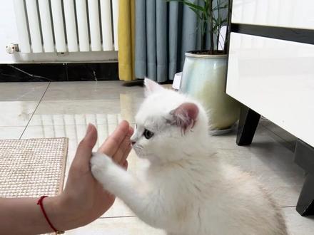 快来学~如何快速教会小猫击掌✋ #猫咪训练 #猫咪社会化训练 #猫咪击掌训练 #教小猫击掌