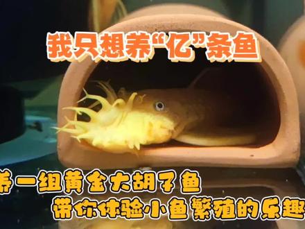 养一组黄金大胡子鱼繁殖组,就能体会只想养“亿条鱼”的乐趣 #观赏鱼 #异形鱼 #水族 #养鱼日记 #热带鱼 #奇妙的动物 #黄金大胡子鱼 #工具鱼