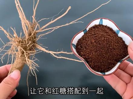 茄子根和红糖一起煮水!