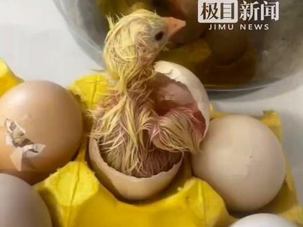 山东青岛女子离家2天,家中90个“活珠子”破壳,孵出70只小鸡。
