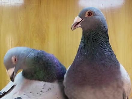 一雄配多雌的做法#信鸽赛鸽 #赛鸽比赛 #塞鸽 #鸽子