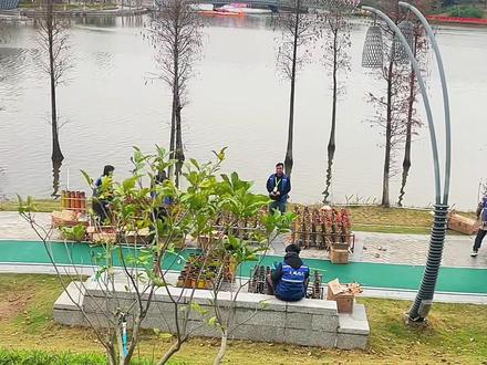 烟花正在摆放中,就等今晚8点准时开炮🎆