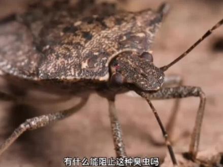 椿虫,又被称作“臭虫”。春季的时候喜欢在农作物上吸食浆液,到了冬天天气寒冷,便会跑到屋子里取暖。这种虫子碰上就会奇臭无比,也很是让大家讨厌。家里大量发现臭虫,可以联系宁洁虫控给您消杀。#臭大姐 #臭虫 #椿虫 #宁晋杀虫
