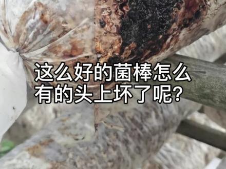 【菌棒出菇管理】菌棒损坏率多少才是合理的?掌握这几点就能提升菌棒99%成功率#科教涨知识#香菇种植技术#郧阳香菇#香菇种植#每天跟我涨知识 #食用菌栽培