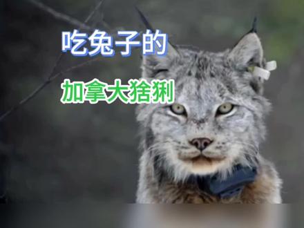 它逃它追它插翅难飞——加拿大猞猁#动物世界 #野生动物零距离 #动物科普 #动物解说 #猞猁 @DOU+小助手
