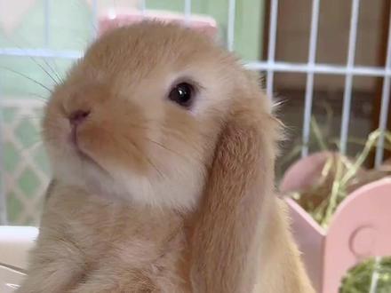 小兔子意识不到自己是垂耳兔 #垂耳兔 #萌宠 #兔兔🐰 #内容启发搜索