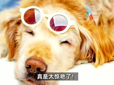金毛犬被主人无情抛弃,围观人群冷漠对待,还阻止医生救援!