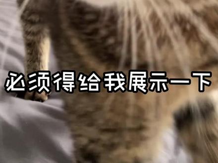 其实来福小时候挺傻的,我一度怀疑她是个智障#我镜头下的小猫 #狸花猫 #来福是只狸花猫