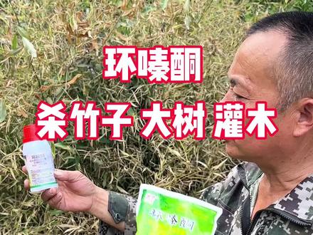 杀竹子,大树,顽固性灌木效果更好。#环嗪酮除草剂 #环嗪酮 #环嗪酮杀竹子