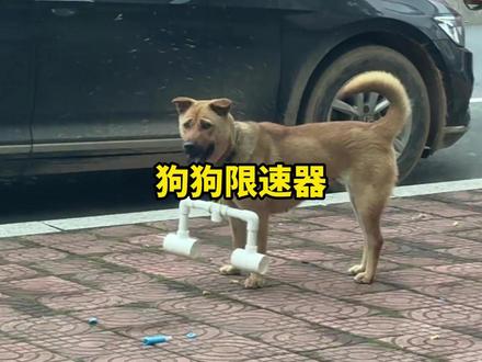 叼上棍子没法咬你,不叼棍子没法追你 #狗子 #狗狗限速器 #搞笑