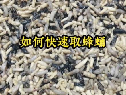 青米蜂窝这样先蒸8分熟后取蛹,简单又快速。#青米蜂 #蜂蛹