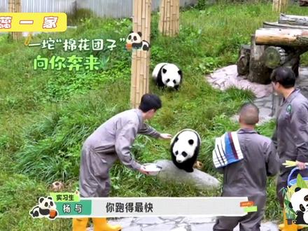 “小棉花团子”来喽#cr芒果tv #大熊猫蕊蕊和蕊蕊崽贤贤崽