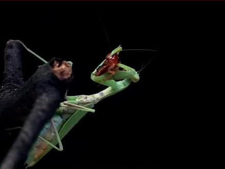 世界上最贵的虫卵 #动物 #昆虫