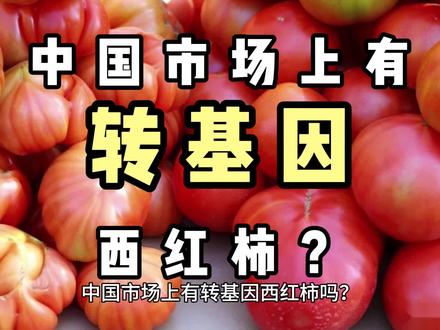 中国市场上有转基因西红柿吗?#番茄 #西红柿 #水果西红柿 #转基因番茄 #食品安全问题 #转基因西红柿#食品安全#中国转基因
