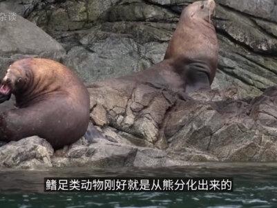 海狮狂奔起来什么场面?竟然在陆地上捕猎企鹅! #海洋生物 #海狮 #金枪鱼 #三文鱼 #企鹅