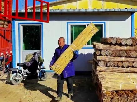 来看收获的芦苇能做啥#三农 #芦苇 #白洋淀