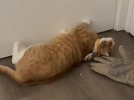 显卡猫:🥵好痒受不了 #橙卡猫#显卡猫#哈基米