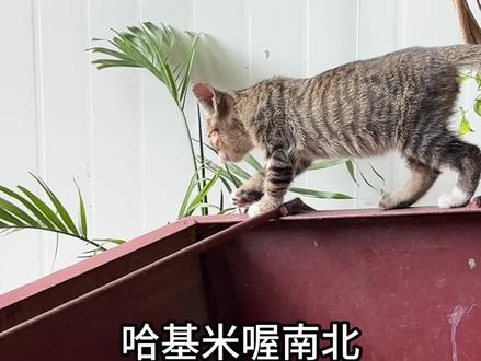 哈基米喔南北绿豆!!#哈基米 #哈基米之歌 #蓝莲咪