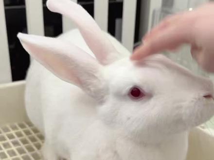 如何教会兔兔上厕所?亲测四步搞定#萌宠 #萌宠日常vlog