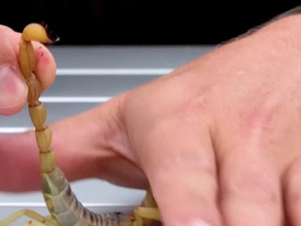 毛蝎蜇人有多疼,美国最大蝎子,毛蝎 #科普一下 #毛蝎