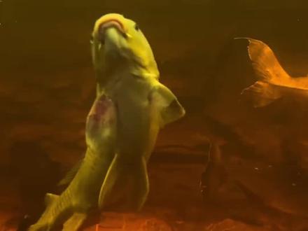 我就说小鲤鱼历险记是纪录片#刀哥 #刀疤鲤 #巨骨舌鱼