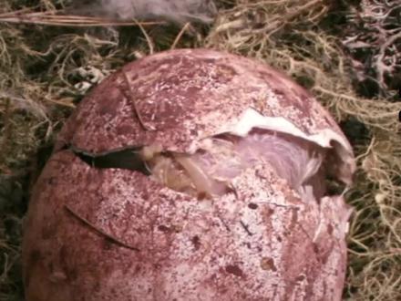 男孩捡到残废小鹰,训练成鹰王,鹰王回森林复仇(2)