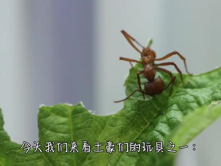 豪蚁:2.八刺顶切叶蚁·小a切叶蚁#切叶蚁 #八刺顶切叶蚁 #神奇动物在抖音 @DOU+小助手 @DOU+上热门