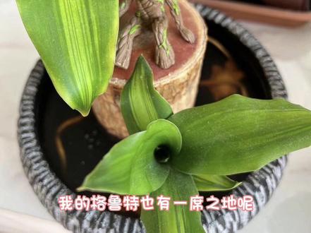 #热门话题 我要去问问卖家,这个真的是巴西木么?我要等它开花🌼还是退货呢🧐#巴西木又叫幸运木 #水生植物 #盆栽