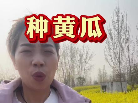 黄瓜用上醋 丰收笑开颜#黄瓜高产种植 #黄瓜种植 #三农 #黄瓜高产 #农业知识分享