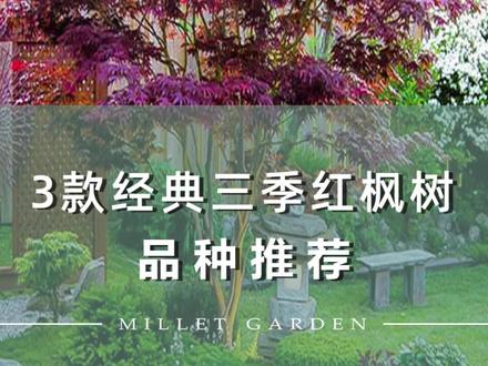 经典 三季红 枫树3款品种推荐#红枫树 #三季红枫 #枫树盆景 #庭院植物 #绿植 #花园设计